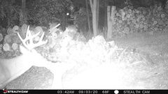 Odocoileus virginianus