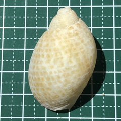 Tonna perdix