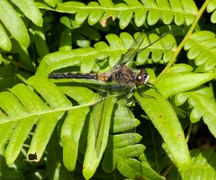 Leucorrhinia frigida