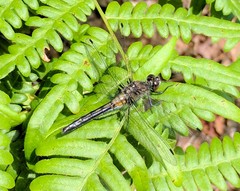 Leucorrhinia frigida