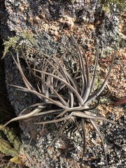 Tillandsia xiphioides