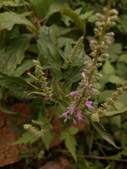 Elsholtzia splendens