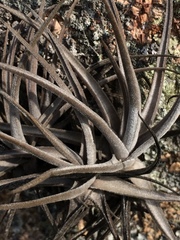 Tillandsia xiphioides