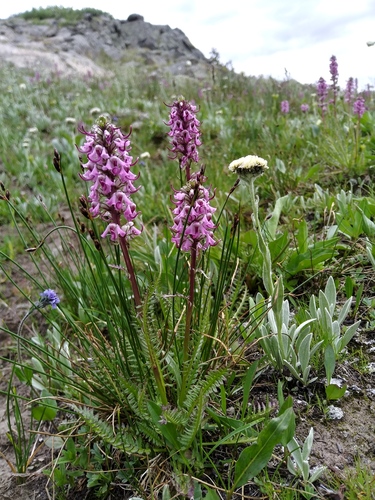 elephanthead lousewort (Pedicularis groenlandica)