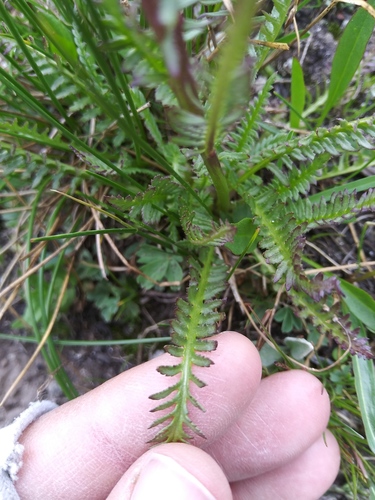 Elephant's-Head lousewort