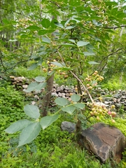 Zanthoxylum bungeanum