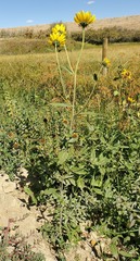 Helianthus nuttallii