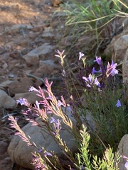 Hedeoma hyssopifolia