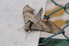 Ambulyx sericeipennis