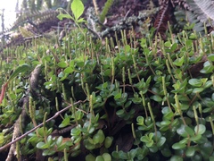 Peperomia catharinae