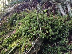 Peperomia catharinae