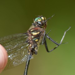 Somatochlora elongata
