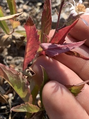 Eurybia radulina
