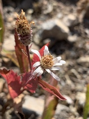 Eurybia radulina