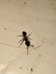 Camponotus