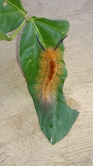 Dasychira chekiangensis