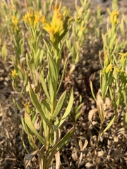 Columbiadoria hallii