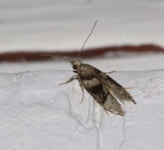 Coleotechnites atrupictella