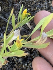 Columbiadoria hallii