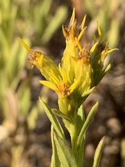 Columbiadoria hallii