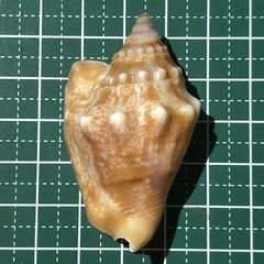 Euprotomus aurisdianae