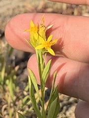 Columbiadoria hallii