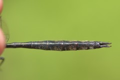 Somatochlora elongata