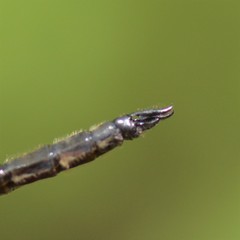 Somatochlora elongata