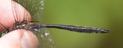 Somatochlora elongata