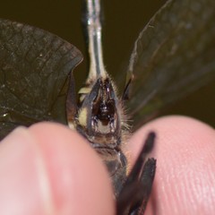 Somatochlora elongata