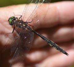 Somatochlora elongata