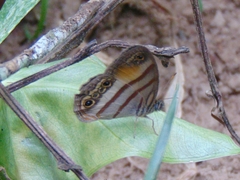 Cissia pseudoconfusa