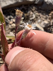 Eurybia radulina