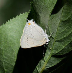 Satyrium californica