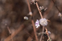 Anthophora curta