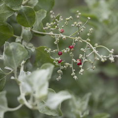 Chenopodium parabolicum