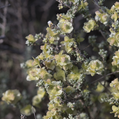 Maireana pyramidata