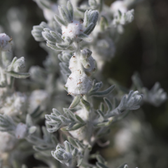 Dissocarpus paradoxus