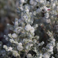 Dissocarpus paradoxus