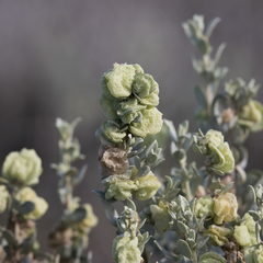 Atriplex vesicaria