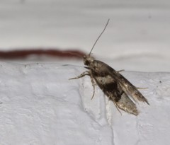 Coleotechnites atrupictella