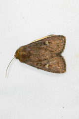 Apamea cogitata