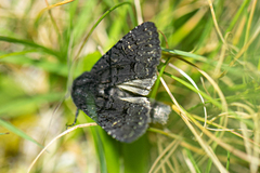 Apamea plutonia