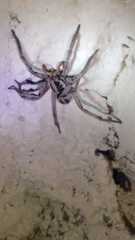 Lycosa erythrognatha