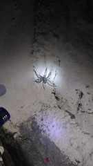 Lycosa erythrognatha