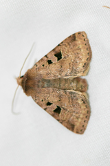 Diarsia