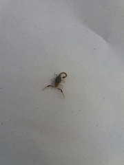 Tityus parvulus