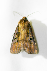 Agrotis vancouverensis