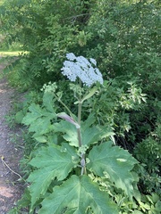 Heracleum maximum