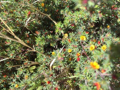 Pultenaea tenuifolia